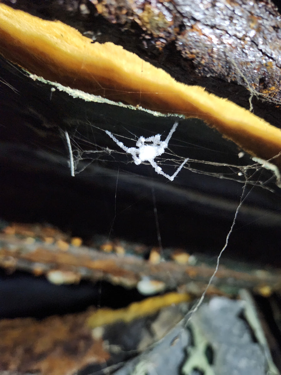 Incinérateur de Westmount