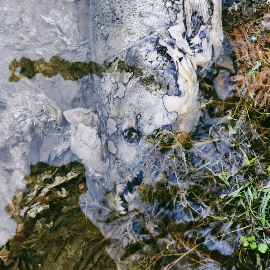 Usine de pneus Continental 