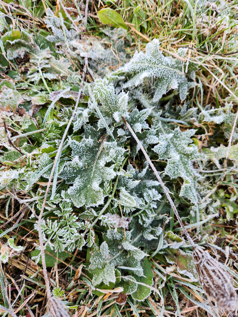 Westinghouse Canada factory